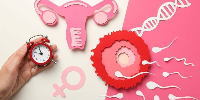 Mikä on ovulaatio ja miksi se on tärkeää naisten terveydelle?